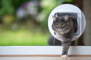 Cat Flap Fitter Staplehurst Kent (TN12)