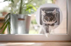 Cat Flap Fitter Barnton Cheshire (CW8)