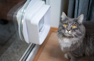 Cat Flap Installation Alloa Scotland