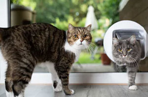Cat Flap Installers Cleobury Mortimer Cat Flap Fitter Near Me Cleobury Mortimer