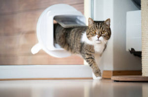 Cat Flap Fitter Dursley Gloucestershire (GL11)